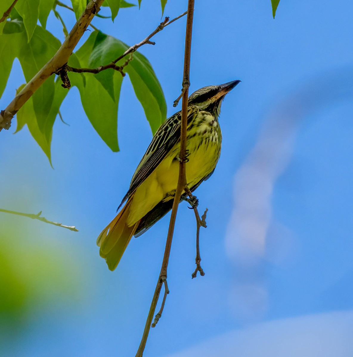 Sulphur-bellied Flycatcher - Eric Bodker