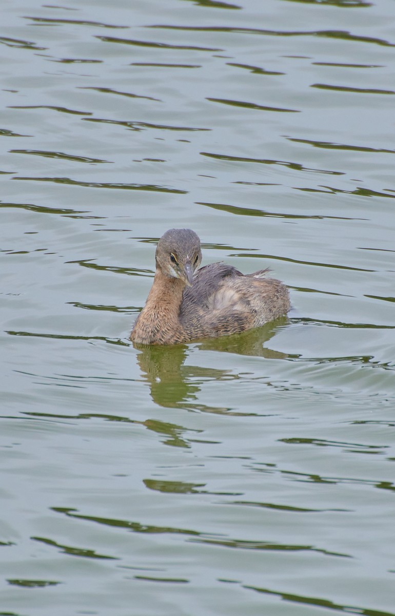 Pied-billed Grebe - ML619508860