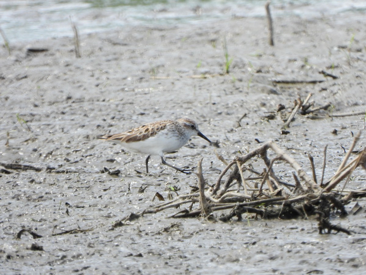 Semipalmated Sandpiper - ML619508862