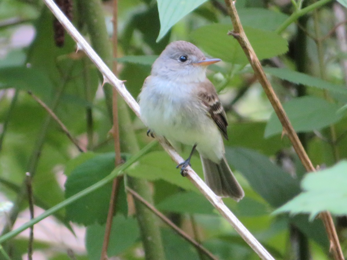 Willow Flycatcher - Jeremie Caldwell