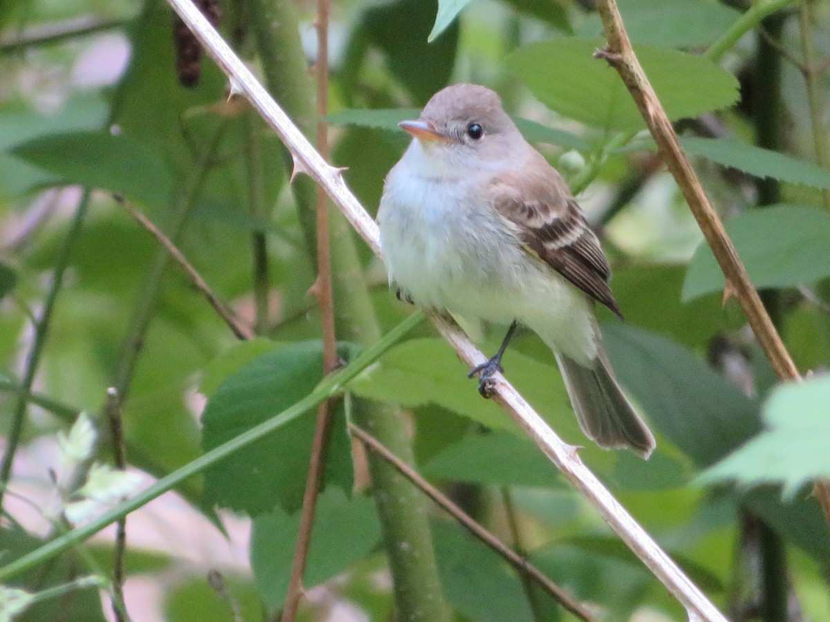 Willow Flycatcher - Jeremie Caldwell