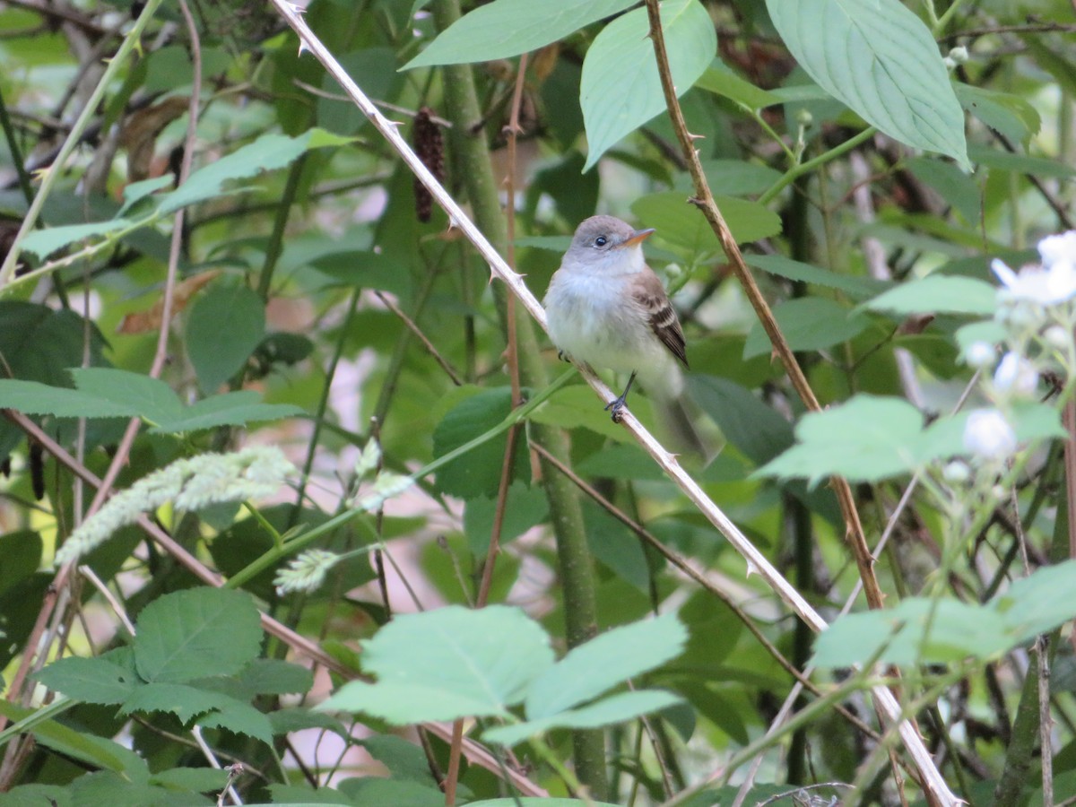 Willow Flycatcher - Jeremie Caldwell