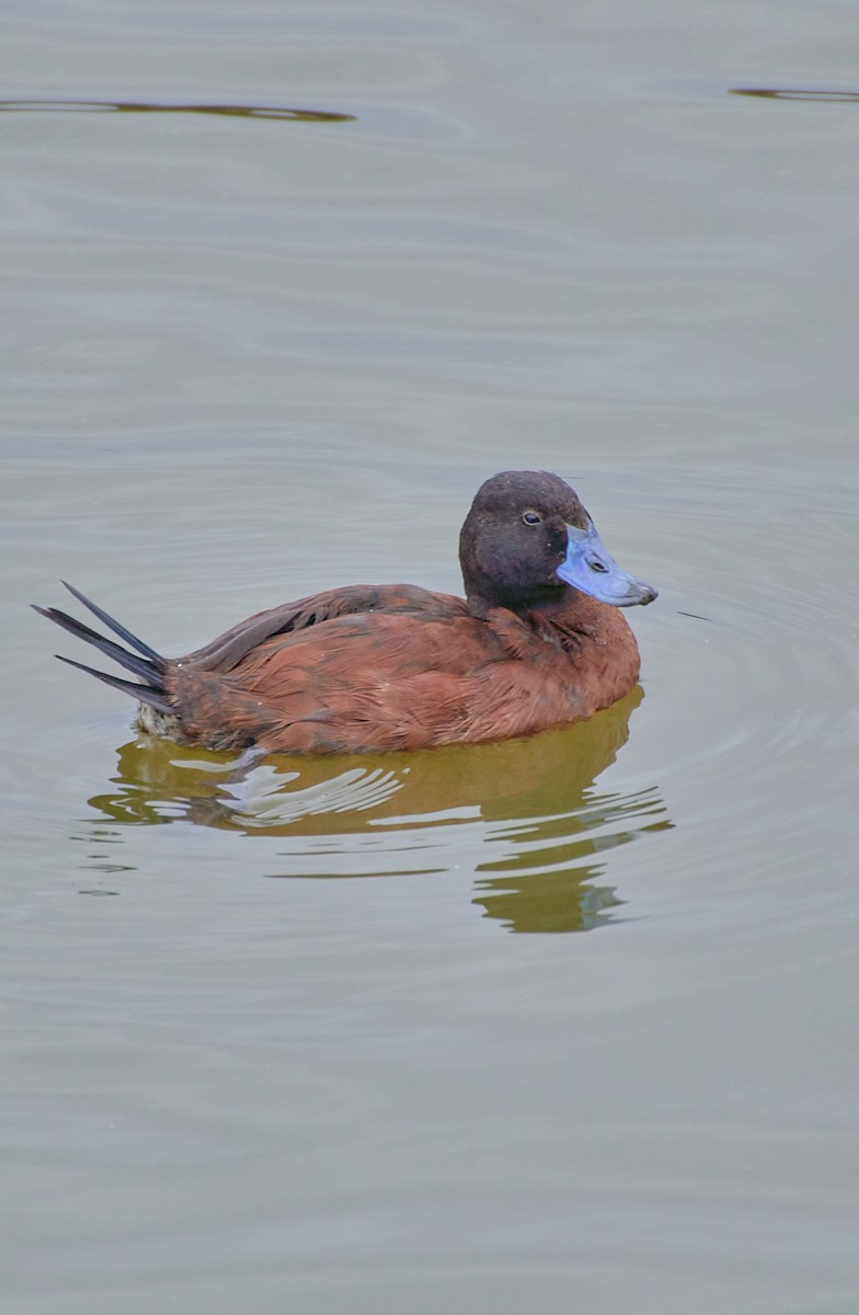 Lake Duck - Angélica  Abarca