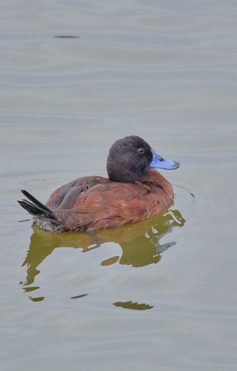 Lake Duck - Angélica  Abarca