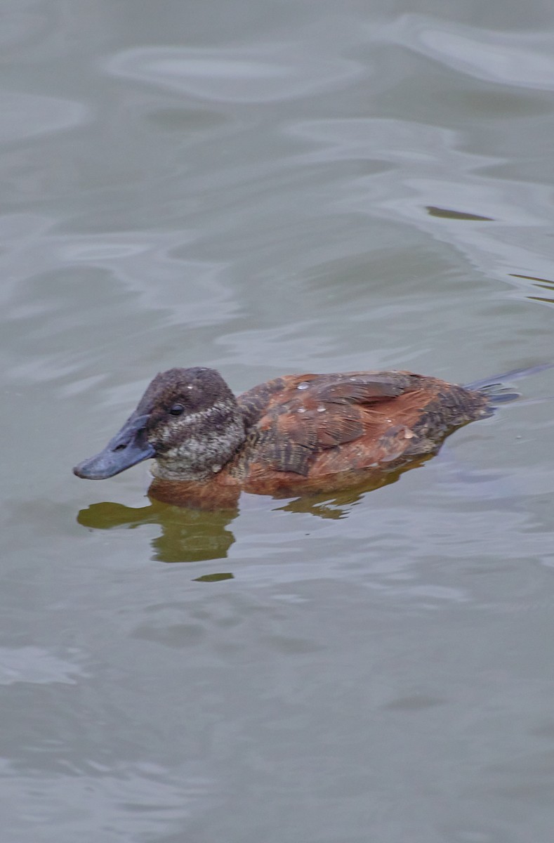 Lake Duck - Angélica  Abarca