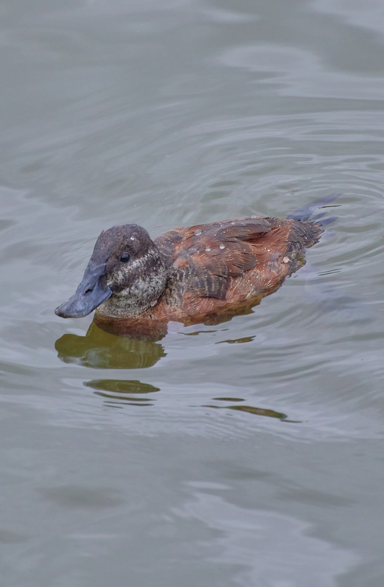 Lake Duck - Angélica  Abarca