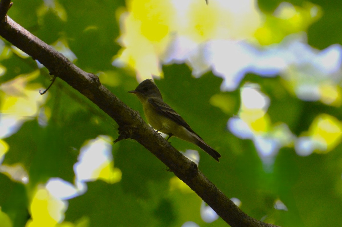 Eastern Wood-Pewee - J Fraser