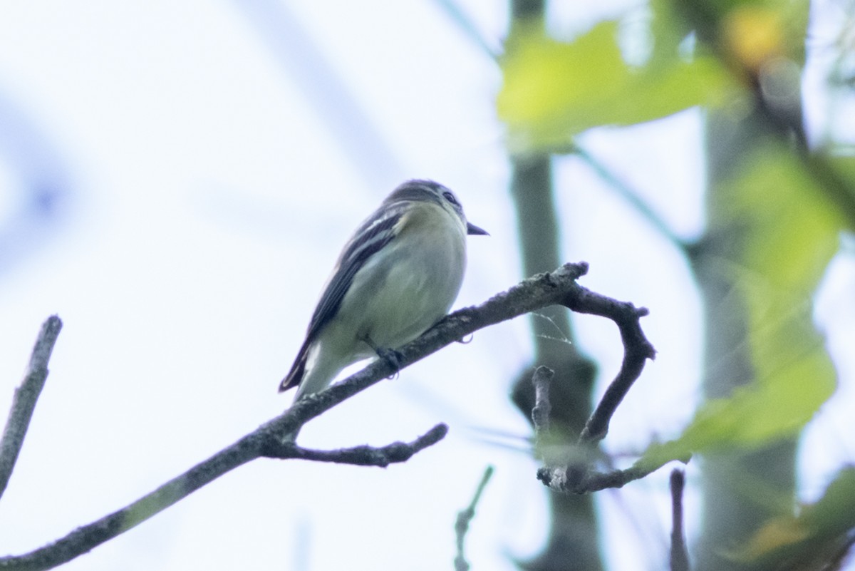 solitary vireo sp. - Maxwell Giffen