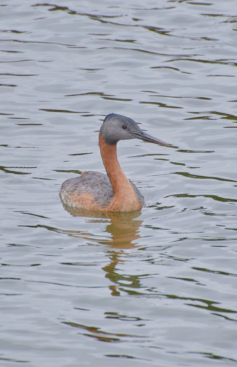 Great Grebe - Angélica  Abarca