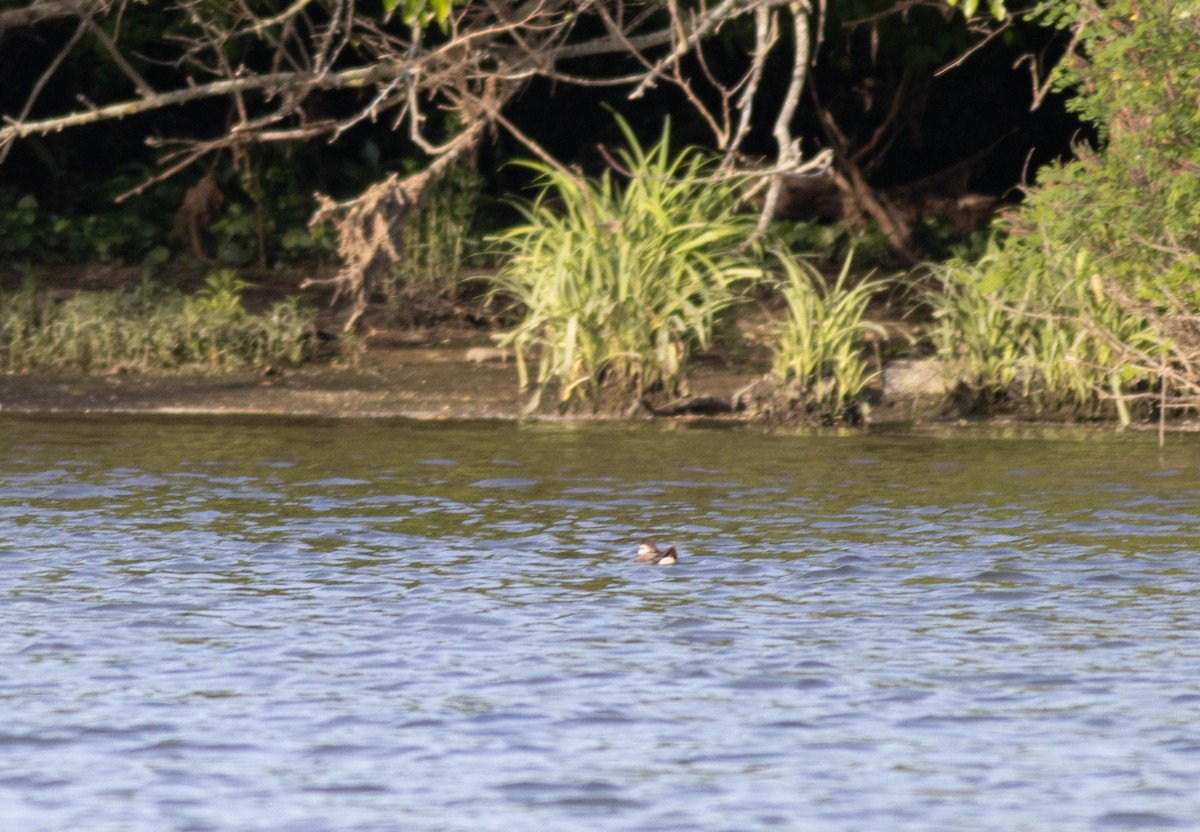 Ruddy Duck - John Garrison