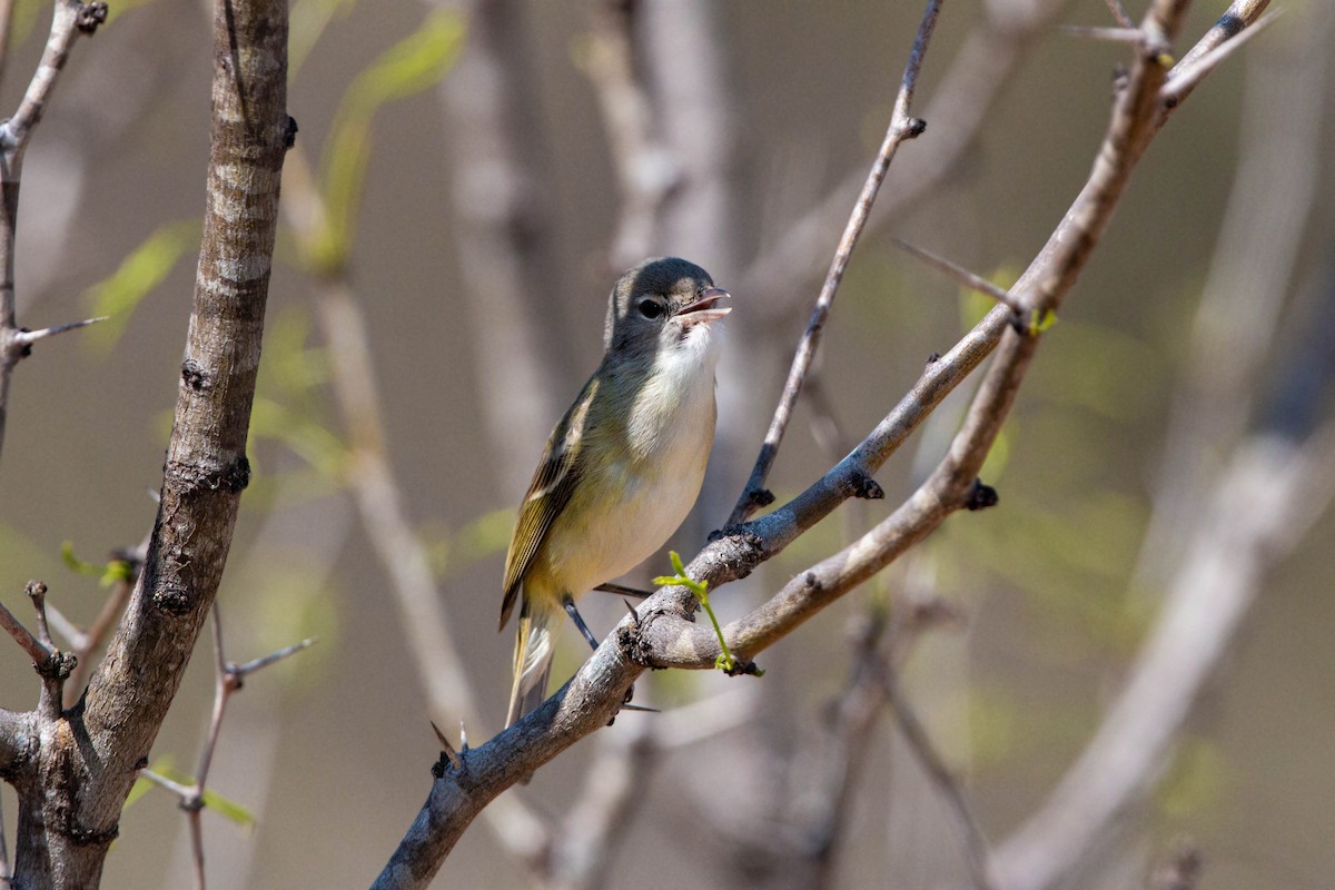 Bell's Vireo - William Clark