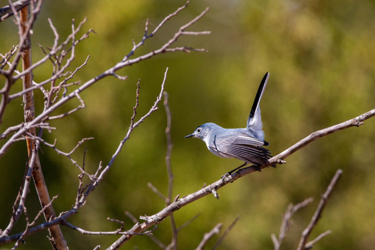 Blue-gray Gnatcatcher - William Clark