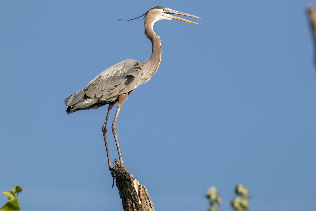 Great Blue Heron - John Garrison