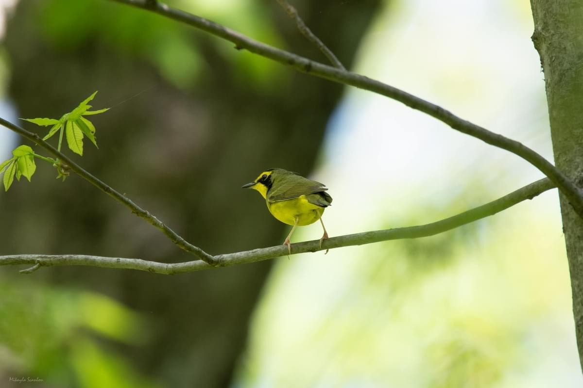 Kentucky Warbler - Andy & Mikayla Scanlon