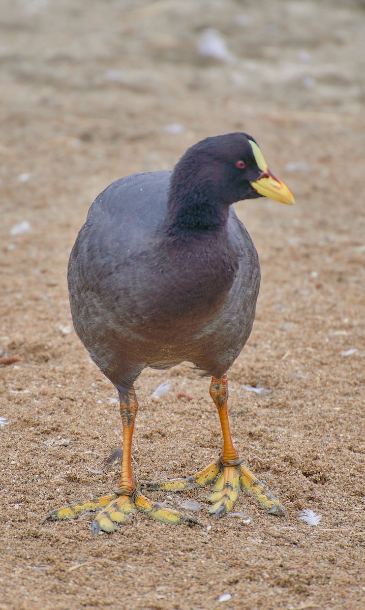 Red-gartered Coot - Angélica  Abarca