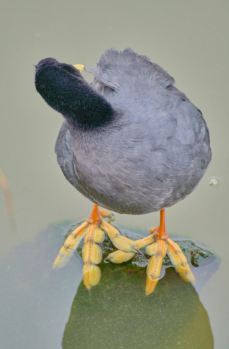 Red-gartered Coot - Angélica  Abarca