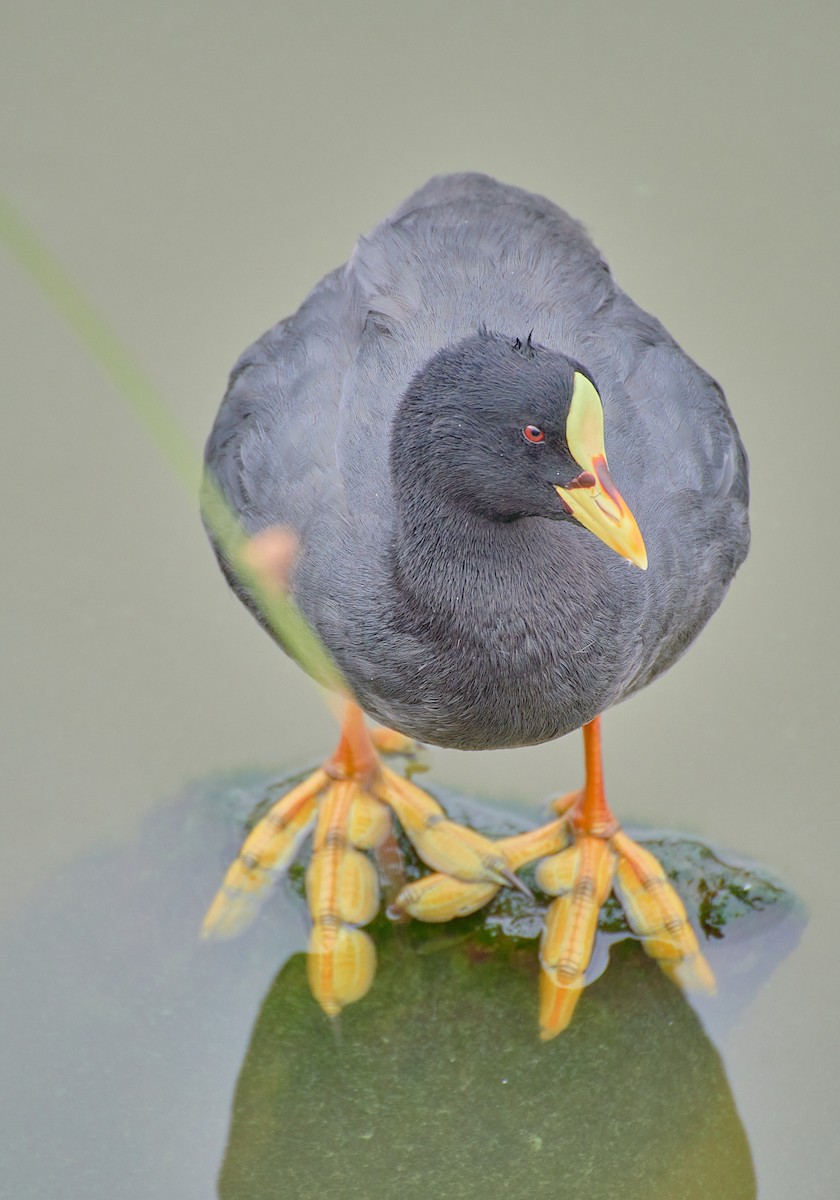 Red-gartered Coot - Angélica  Abarca