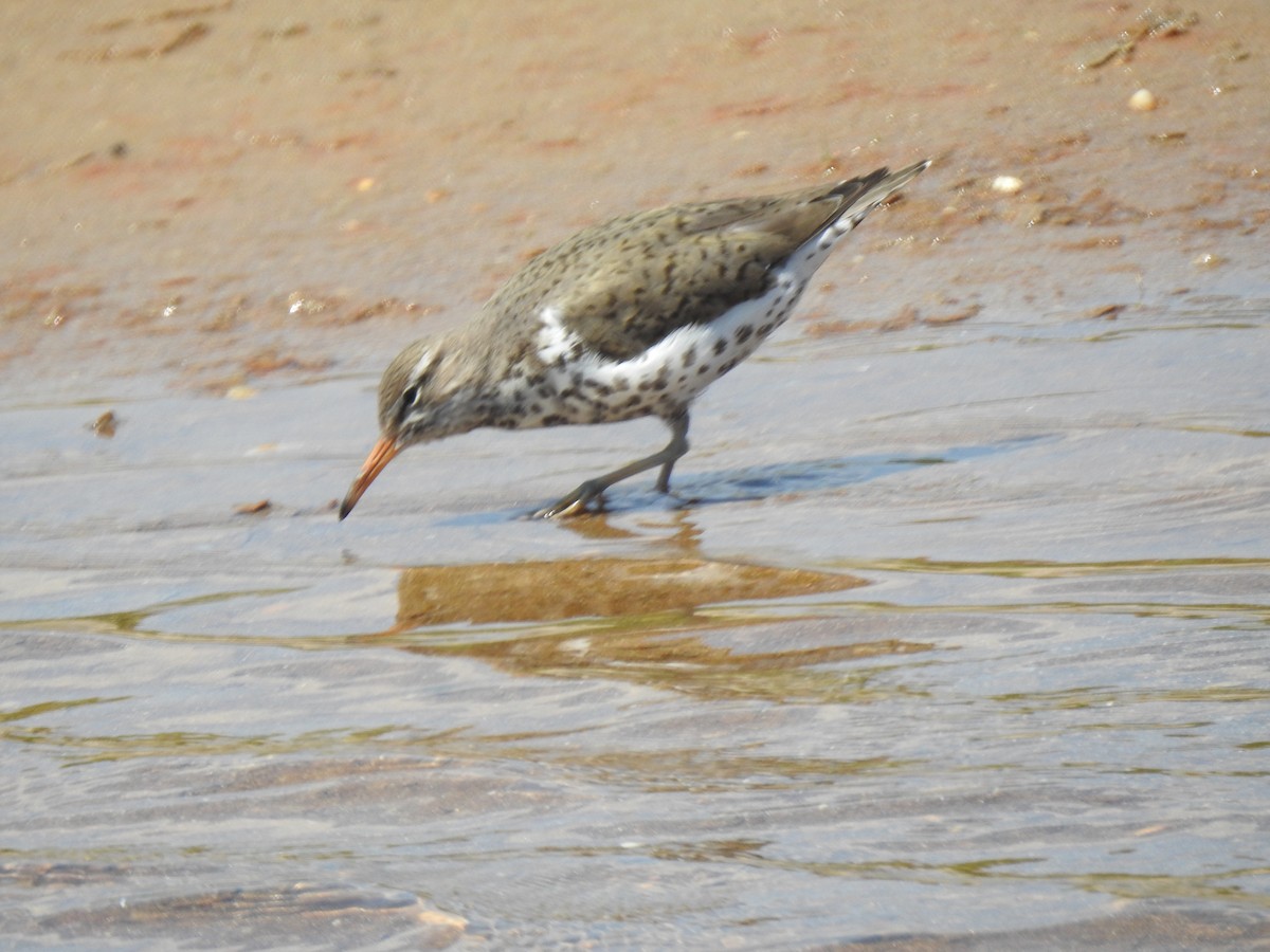 Spotted Sandpiper - Janet Pellegrini