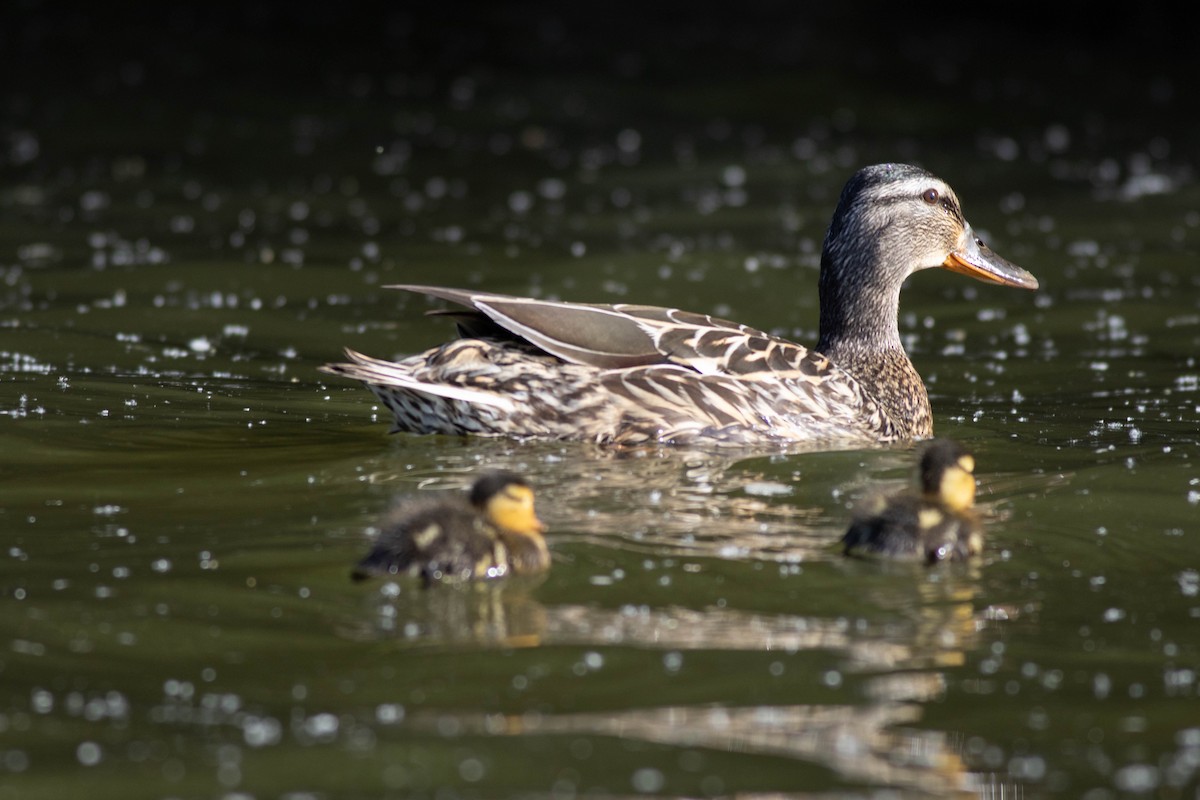 Mallard - John Garrison