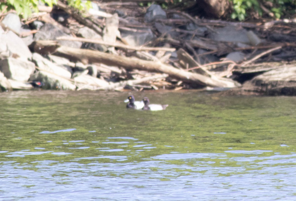 Lesser Scaup - John Garrison