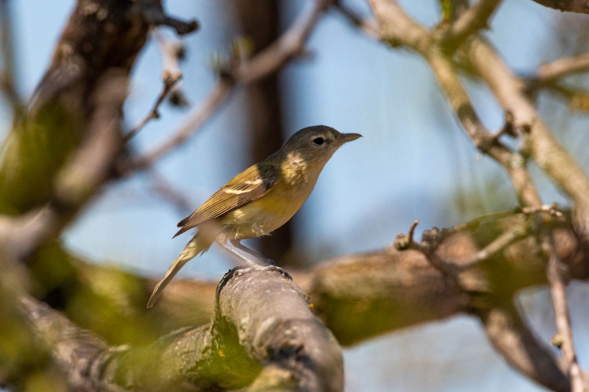 Bell's Vireo - William Clark