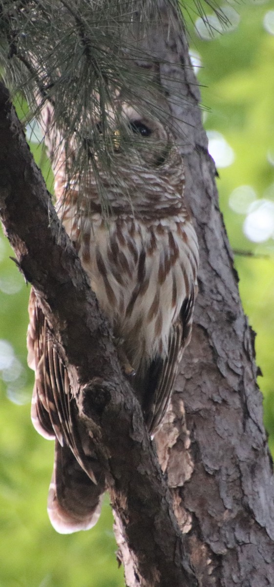 Barred Owl - Betty Thomas