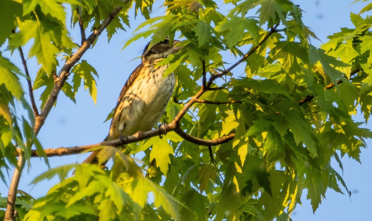 Rose-breasted Grosbeak - Matt M.