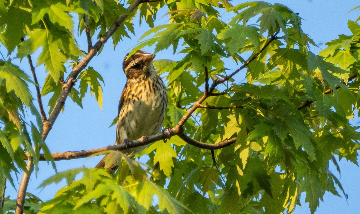 Rose-breasted Grosbeak - Matt M.