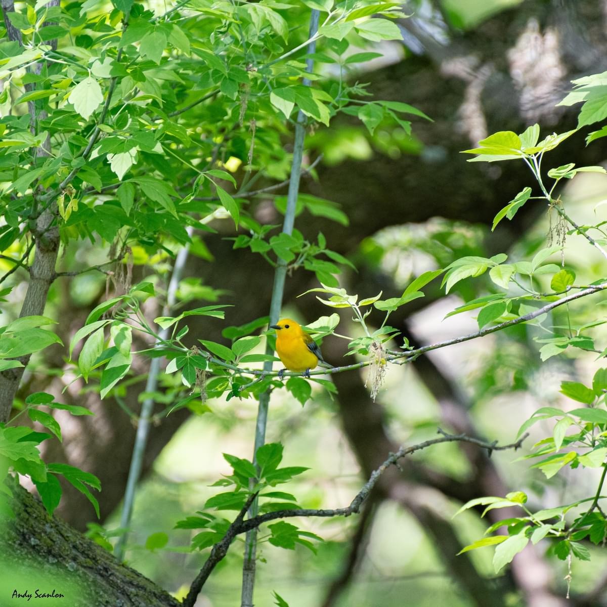 Prothonotary Warbler - Andy & Mikayla Scanlon