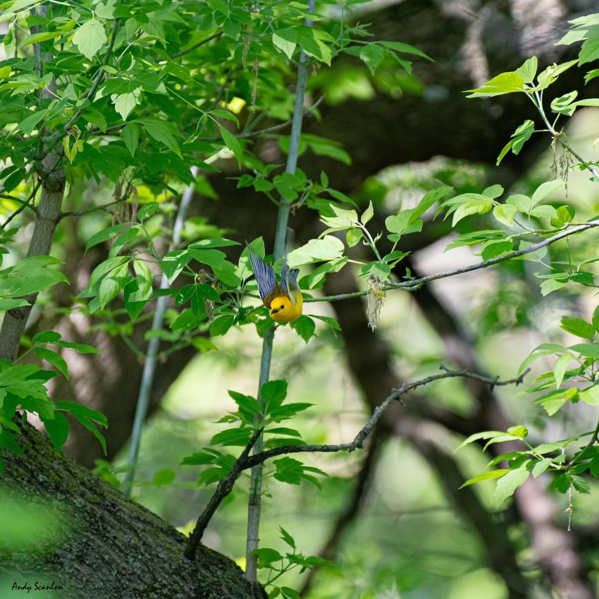 Prothonotary Warbler - Andy & Mikayla Scanlon