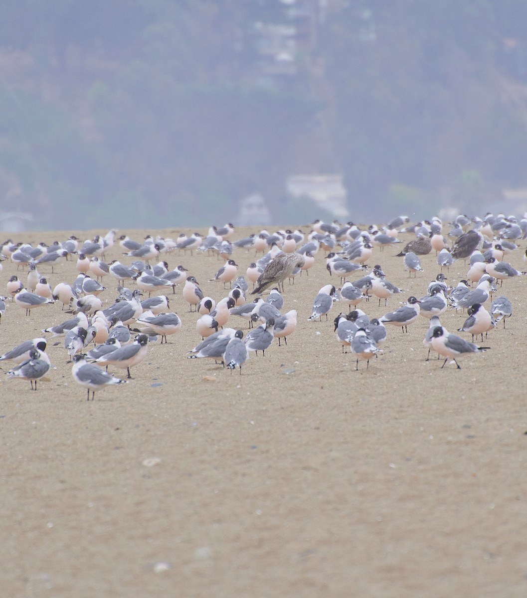 Franklin's Gull - Angélica  Abarca