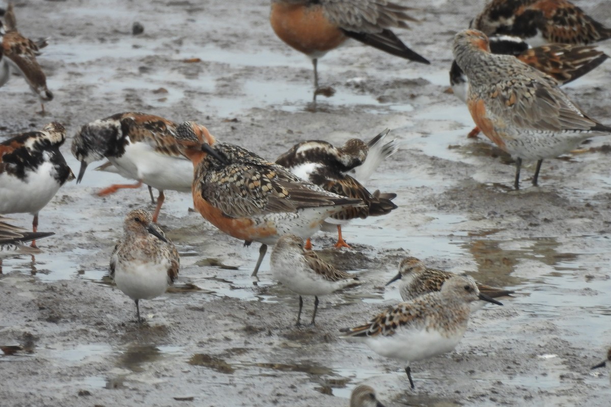 Ruddy Turnstone - Dave Milsom