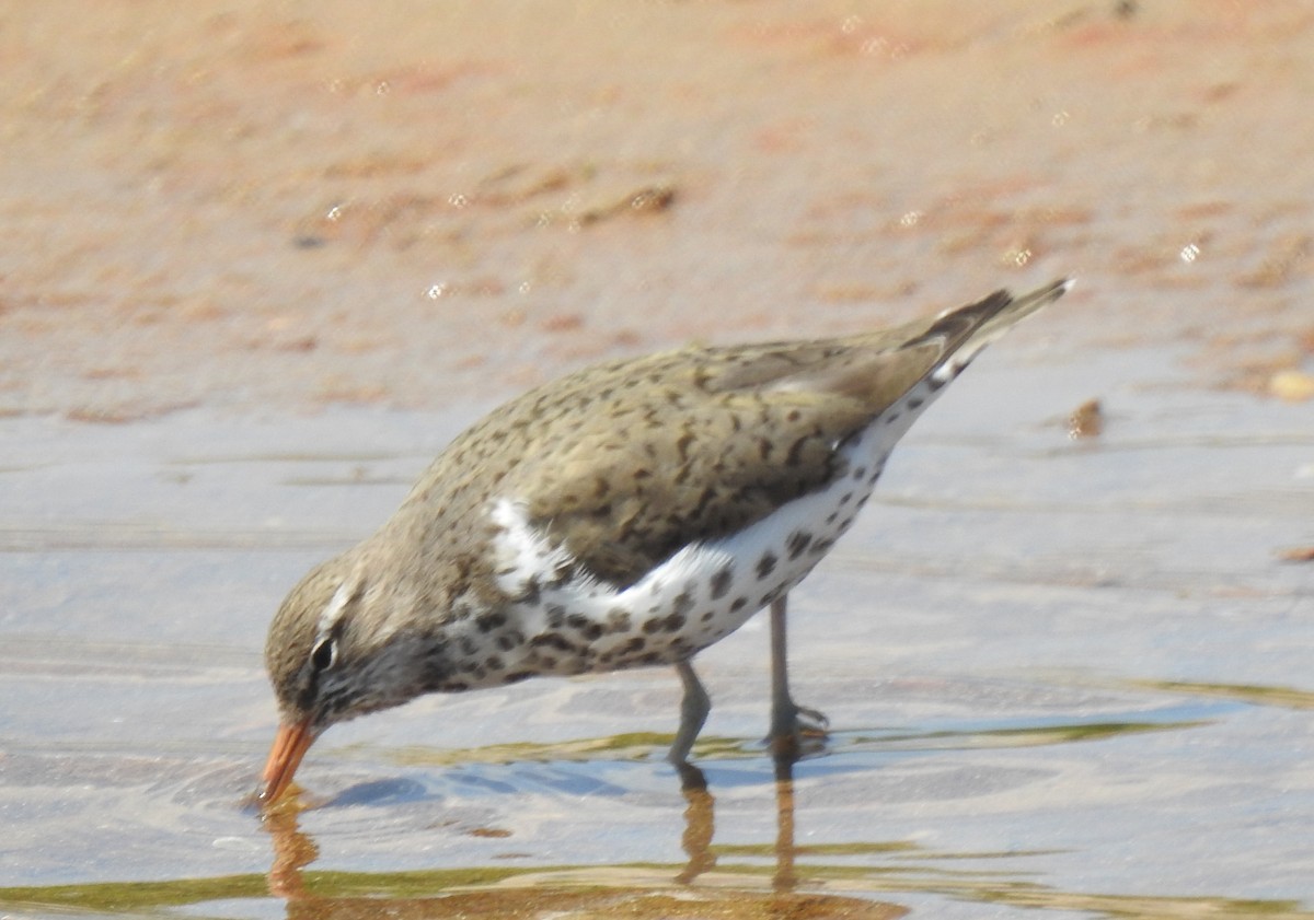 Spotted Sandpiper - Janet Pellegrini