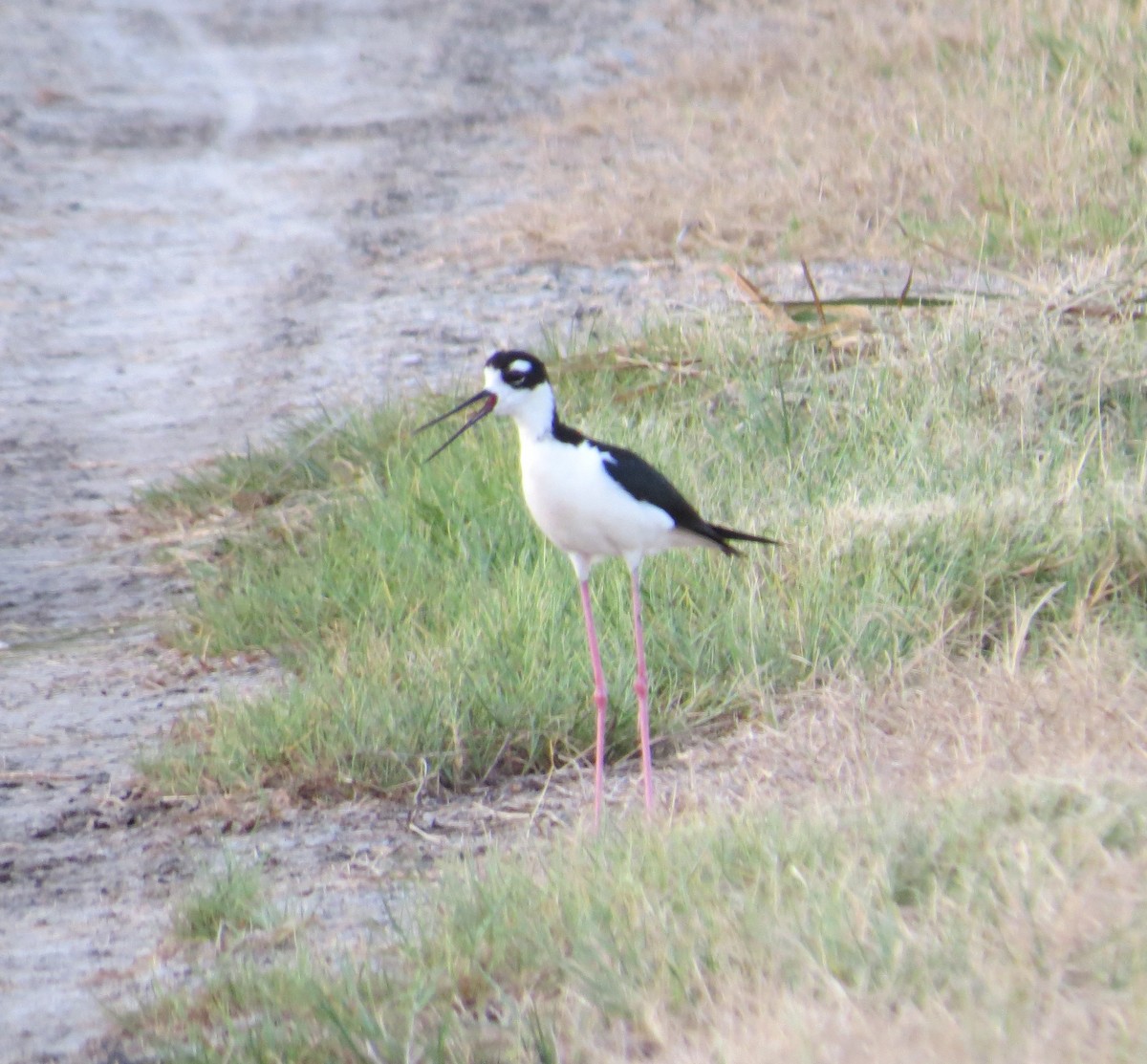 Black-necked Stilt - Sharon Masturzo