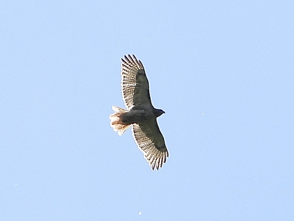 Red-tailed Hawk - Cera Betke