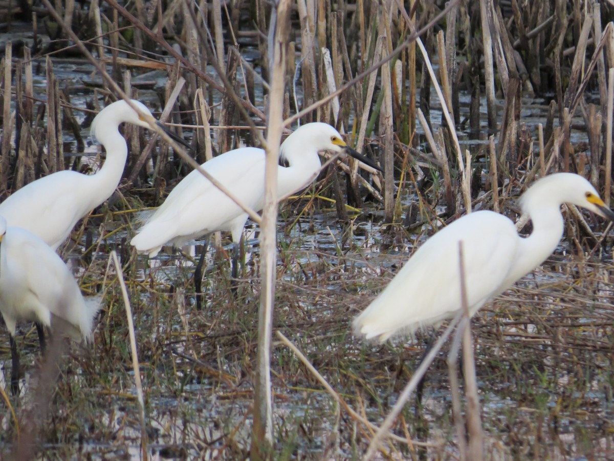 Snowy Egret - ML619508958