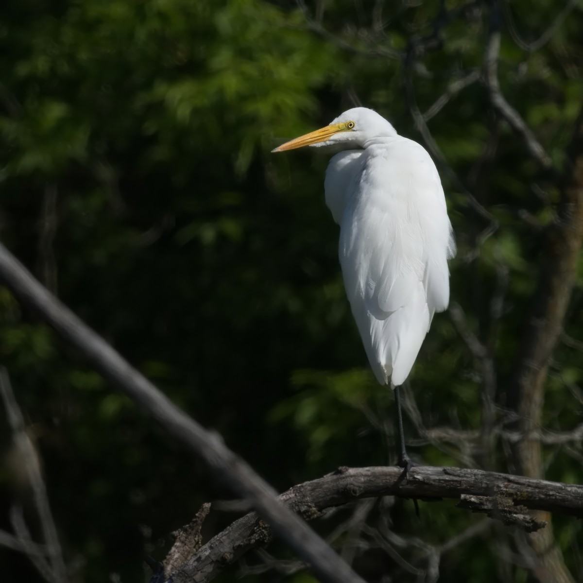 Great Egret - Thomas Burns