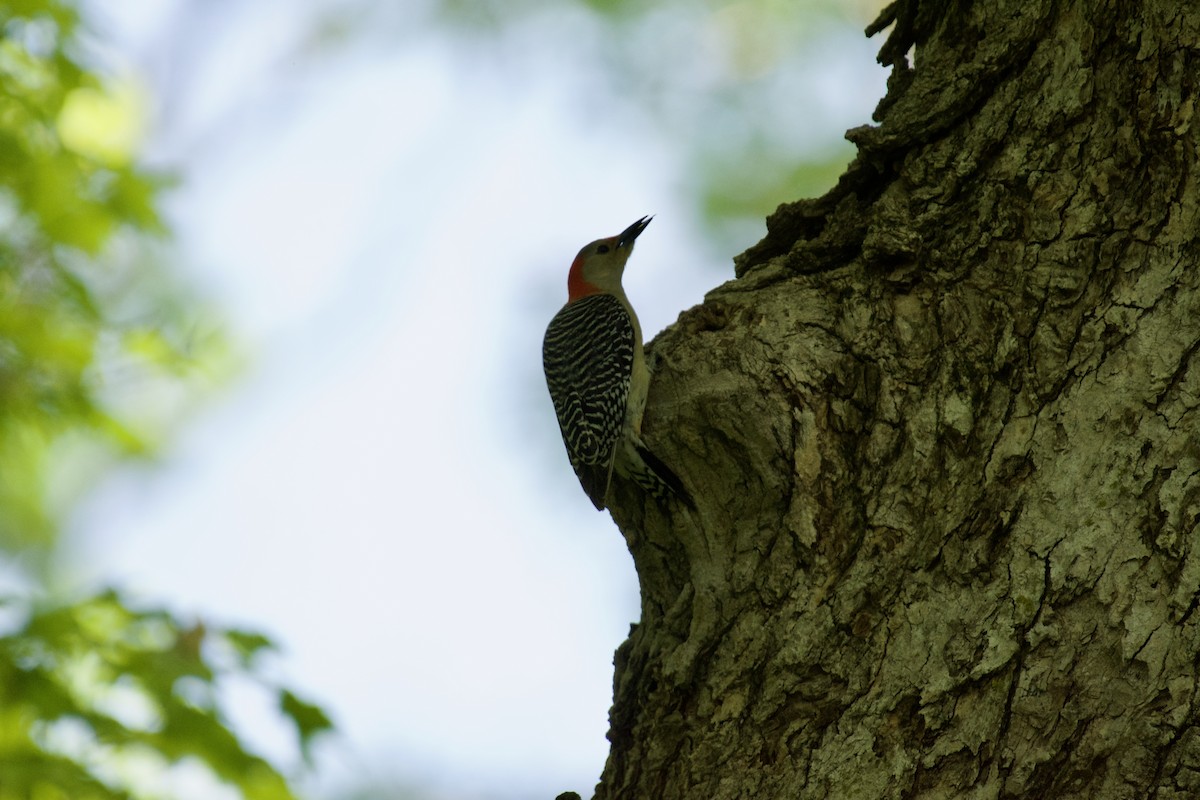 Red-bellied Woodpecker - C.H. Wood