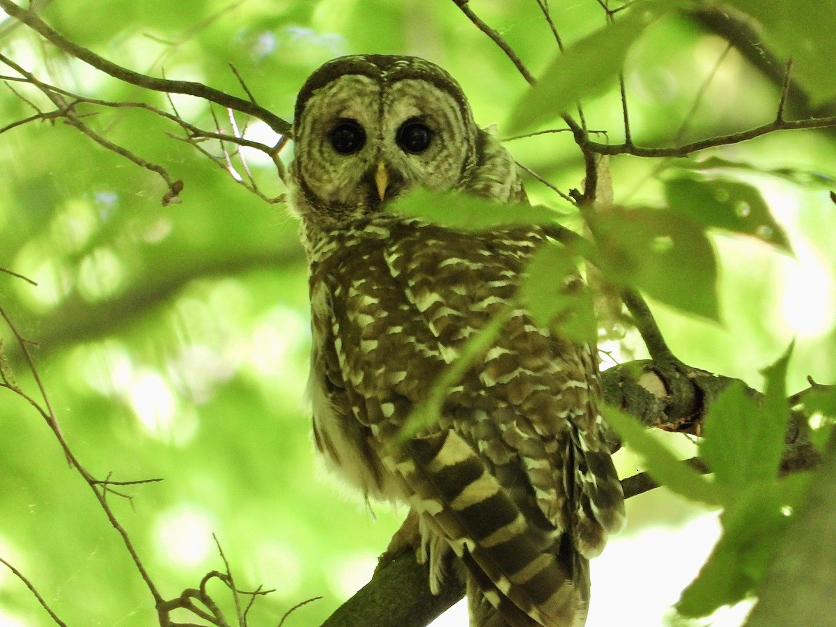 Barred Owl - Cera Betke