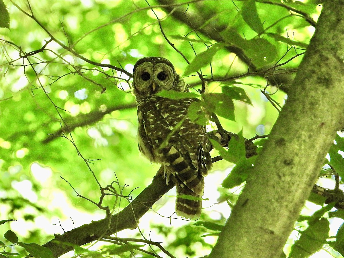 Barred Owl - Cera Betke