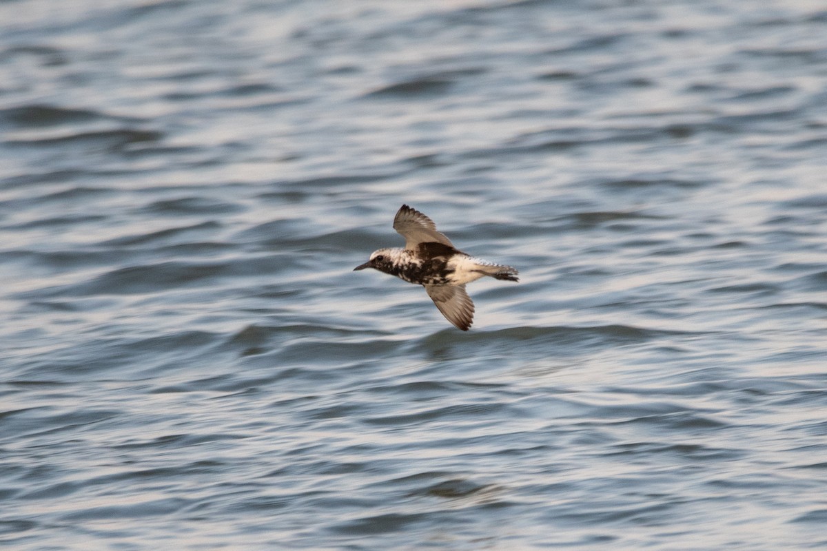 Black-bellied Plover - Karen Hardy