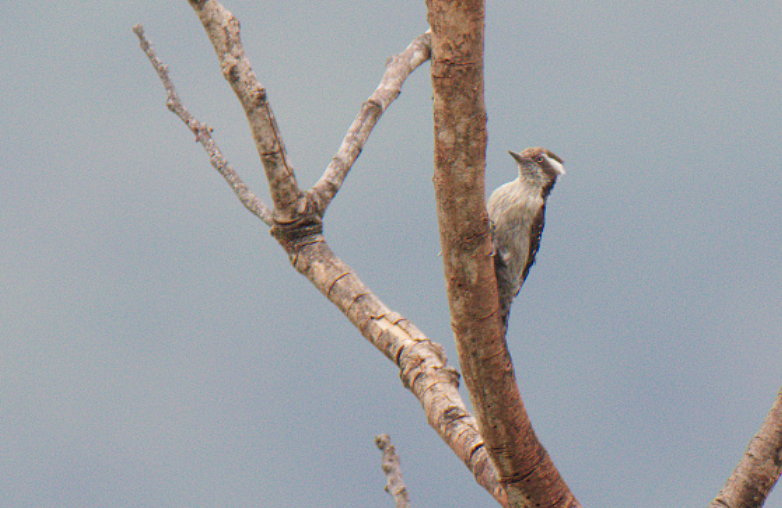 Brown-capped Pygmy Woodpecker - Fareed Mohmed