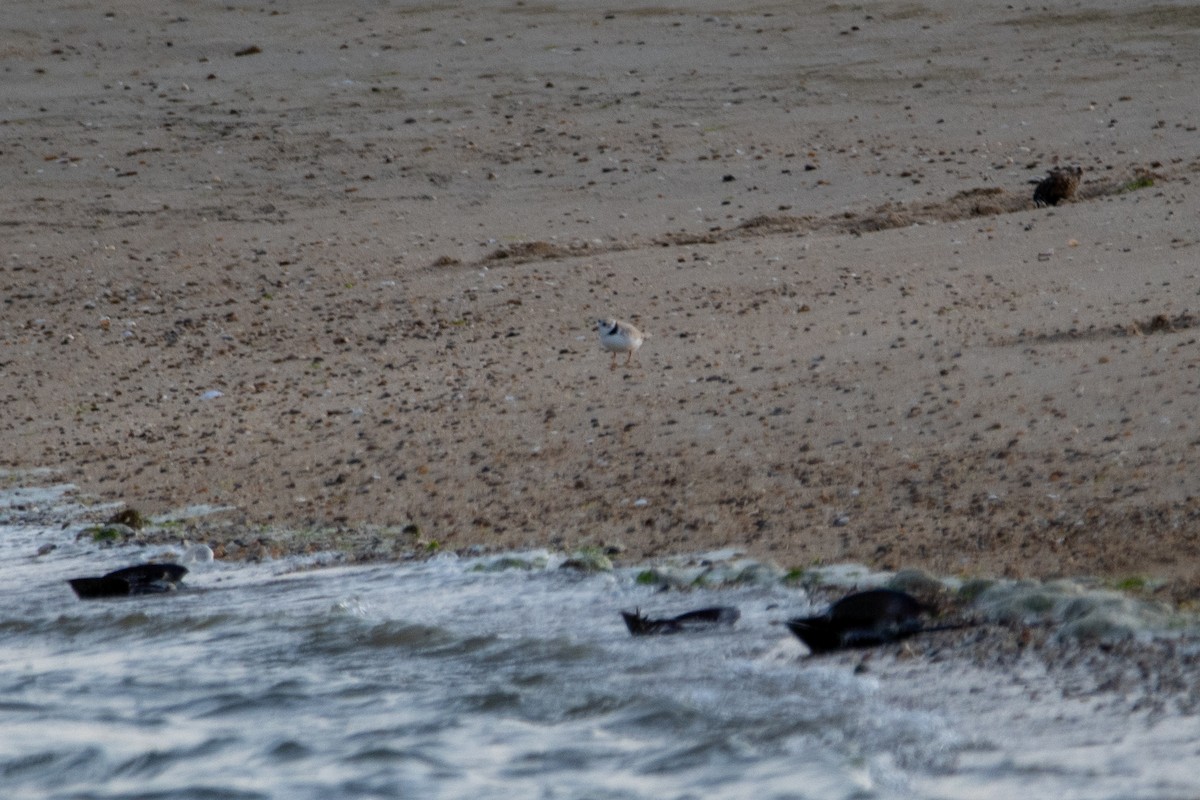 Piping Plover - Karen Hardy