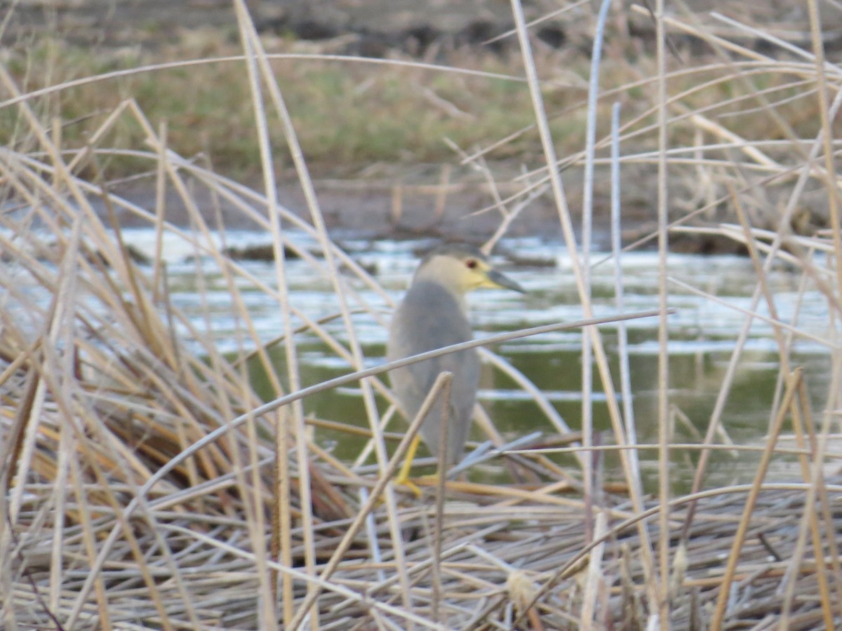 Black-crowned Night Heron - Sharon Masturzo