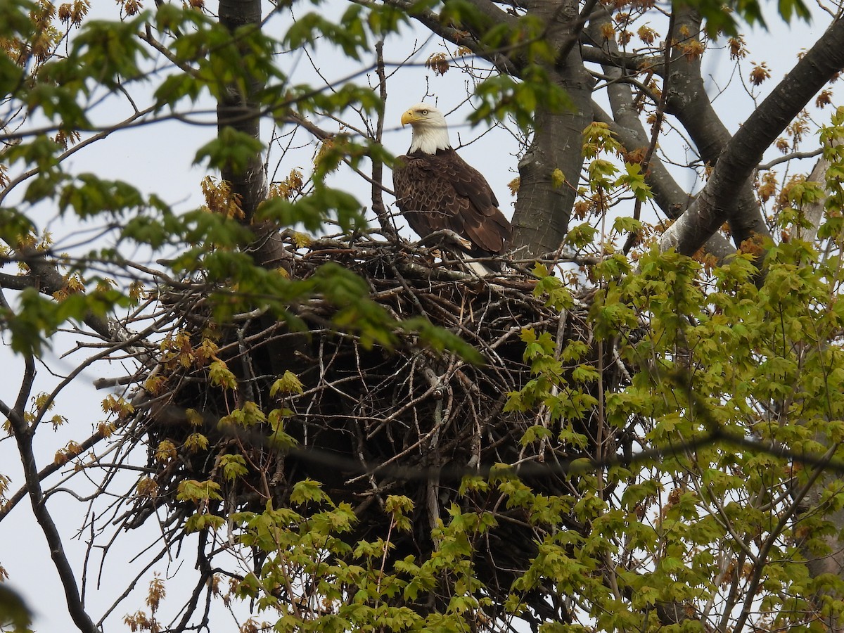 Bald Eagle - ML619508983