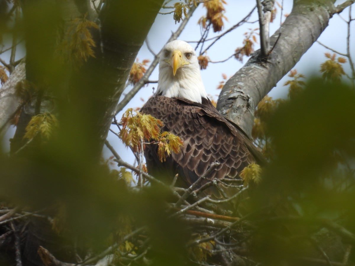 Bald Eagle - ML619508984