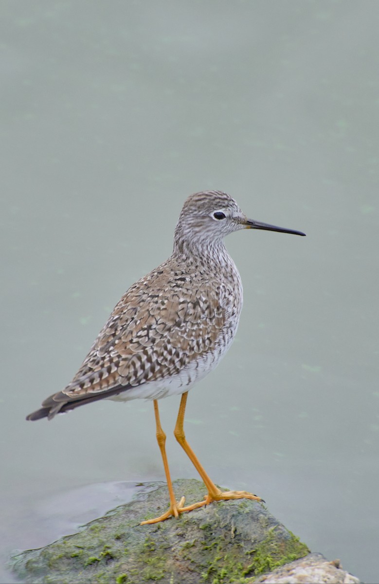 Lesser Yellowlegs - ML619509000