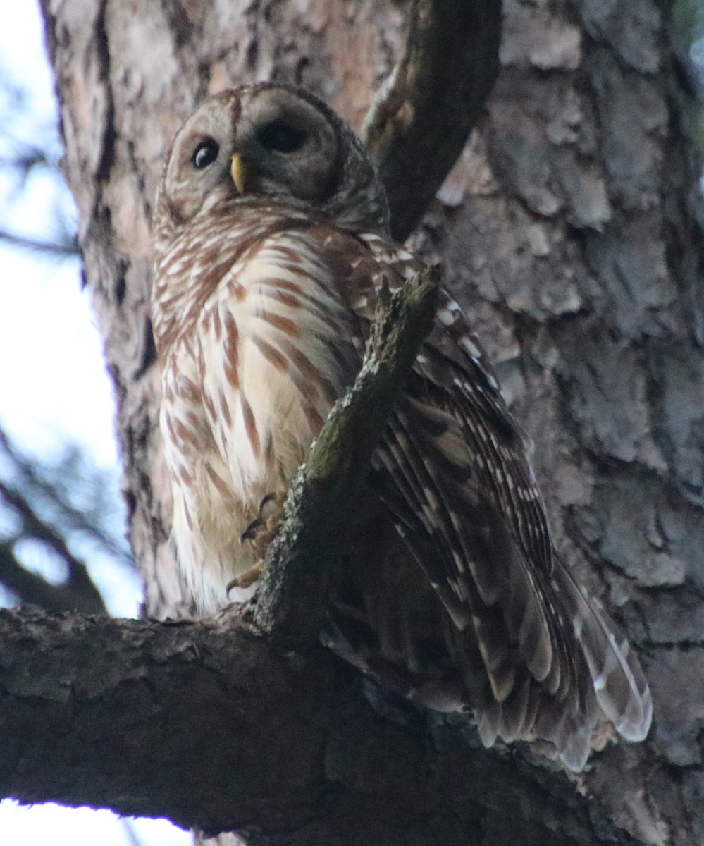 Barred Owl - Betty Thomas