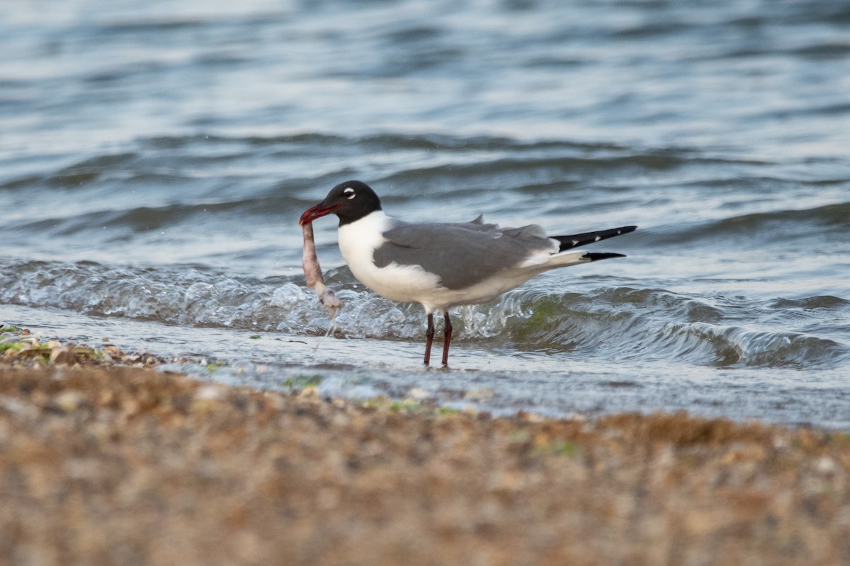 Laughing Gull - Karen Hardy