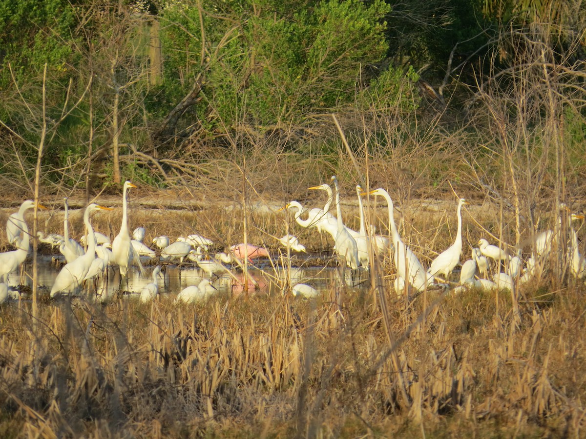 Great Egret - Sharon Masturzo